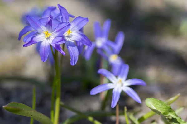 Scilla Luciliae Azul Pequeñas Flores Primaverales Hierba Cerca Vista Bulbosa — Foto de Stock