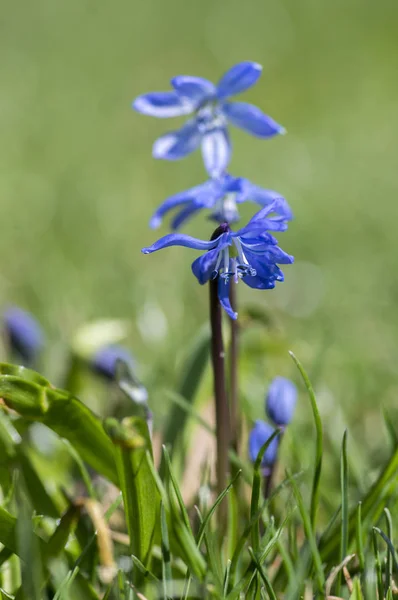 希拉西伯利亚蓝色小春天的花朵在草丛中 近观在草地上的球状开花植物 — 图库照片