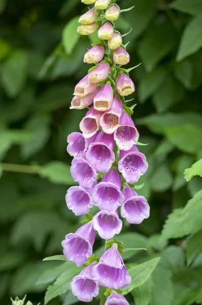 Digitalis Purpurea Květu Fialovou Léčivá Rostlina Skupina Květin Květu Bud — Stock fotografie