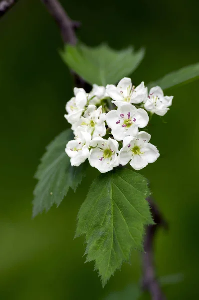 Crataegus Pinnatifida Okrasné Kvetoucí Strom Bílými Květy Během Jarní Chinese — Stock fotografie