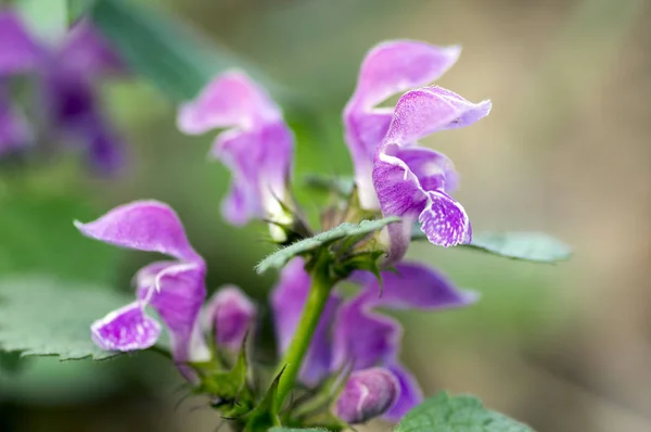 Lamium Purpureum Wild Plant Forest Rep Purple Flowering Wild Plant — Stock Photo, Image