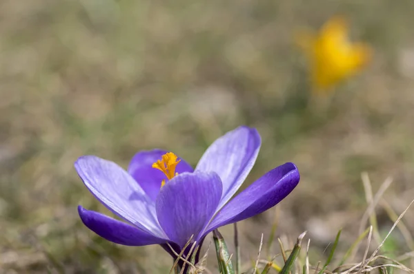 Crocus Vernus Bloom Violet Purple Ornamental Springtime Flower Green Meadow — Stock Photo, Image