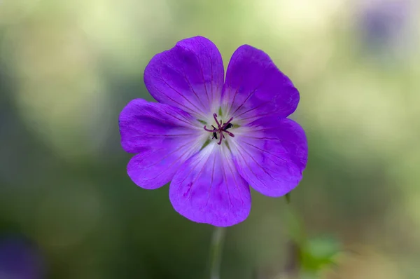 Cranesbills 开花植物 天竺葵 Rozanne 花盛开 蓝色紫色五花瓣 绿色背景 — 图库照片