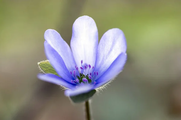 Hepatica Nobilis Rozkwicie Jeden Niebieski Fioletowe Fioletowe Kwiaty Małe Kwiaty — Zdjęcie stockowe