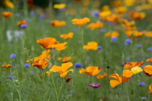 ブルーム カリフォルニア フィールド 牧草地の野生花卉 緑の草にオレンジの花びらで花の金束の Eschscholzia とカップ — ストック写真