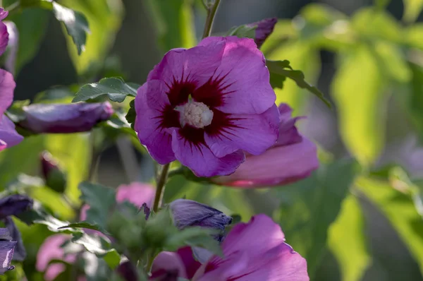 ハイビスカス Syriacus 低木で咲いて ピンク紫の開花植物 枝に葉 — ストック写真