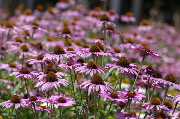 紫锥菊开花植物 东方紫色金光菊盛开 花园中的 Coneflowers — 图库照片