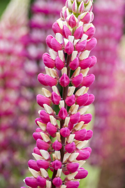 Lupinus perennis flowering medicinal wild plant, bunch of pink purple white flowers in bloom on stem