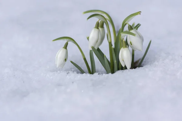 Galanthus Nivalis Gemensamma Snowdrop Blom Tidigt Våren Uppsvällda Blommorna Trädgården — Stockfoto