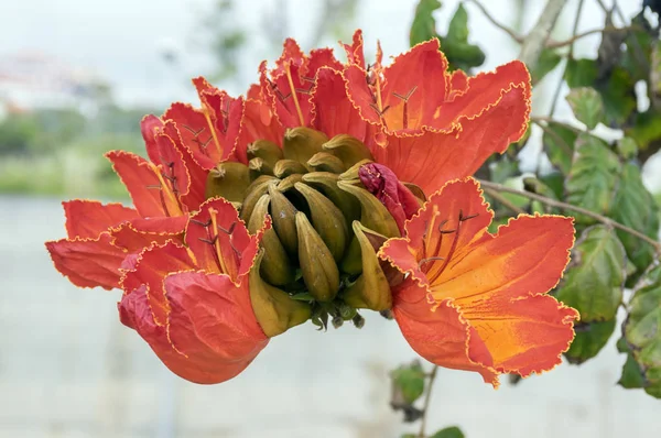 Spathodea Campanulata También Llamado Tuliptree Africano Árbol Con Hermosas Flores — Foto de Stock