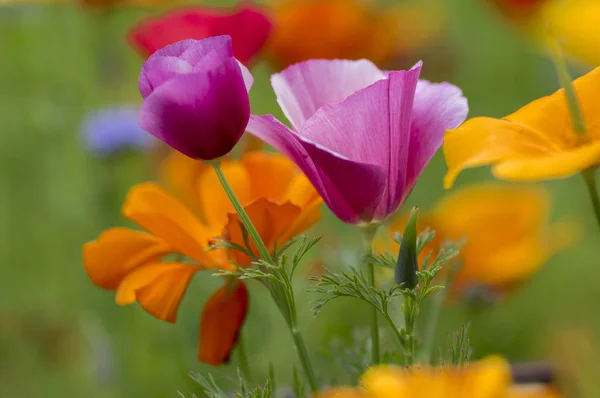 Eschschscholzia calizina kupa altın demet çiçek çiçek, Kaliforniya tarlası, bir çayır üzerindeki süs bitkileri, turuncu ve pembe parlak yeşil çimenlik yapraklar