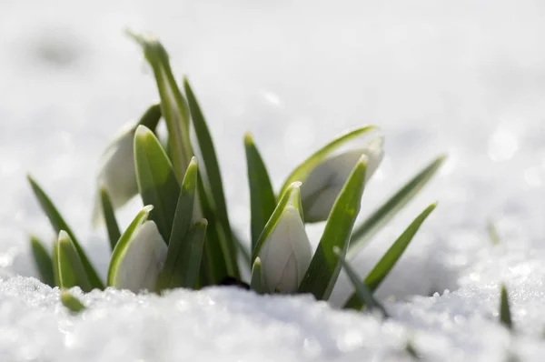 Galanthus Nivalis Wspólne Przebiśnieg Rozkwicie Wczesną Wiosną Cebulowe Kwiaty Ogrodzie — Zdjęcie stockowe