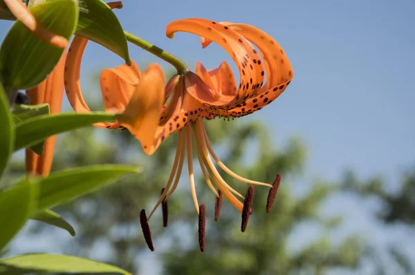 Lilyum Lancifolium Güzel Çiçekler Çiçek Süs Turuncu Çiçekli Bitki Mavi — Stok fotoğraf