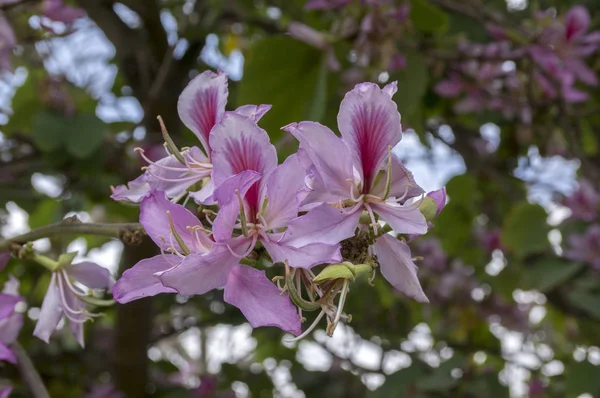 紫荆花菊图库照片 免版税紫荆花菊图片 Depositphotos