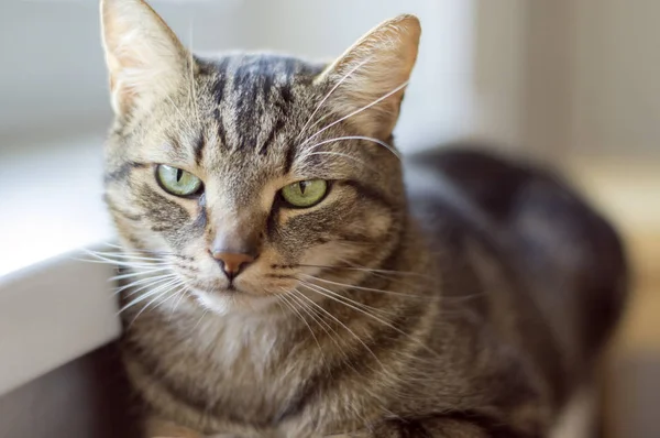 Domestic tiger cat lying on central heating next the window sill, eye contact