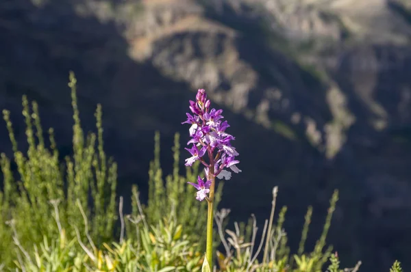 Orchis Scopulorum Vackra Bergen Orkidé Blommor Blommar Madeira Portugal — Stockfoto