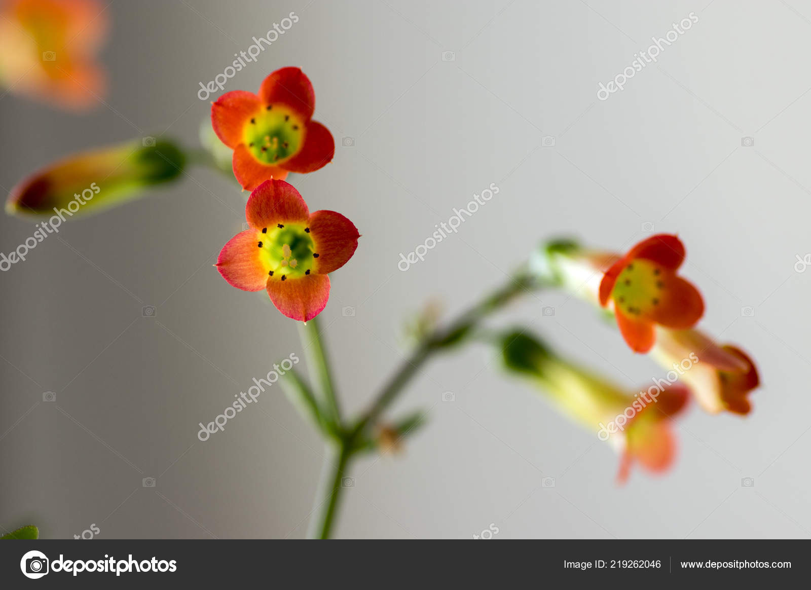 Kalanchoe Prebella Fleurs Forme Plante Succulente Avec Bell