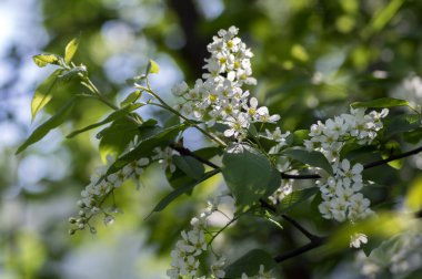 Prunus padus kiraz ağacı bahar döneminde kusma kuş, dallarda, makro ayrıntı görünümü grup küçük beyaz çiçekler ve yeşil yaprakları