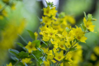 Sarı lysimachia punctata Bloom, yabani bitki kök yeşil yaprakları ile üzerinde çiçekli güzel