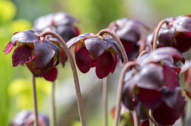 Sarracenia purpurea etçil bitki, atıcı bitki, çiçekli mor grup çiçek