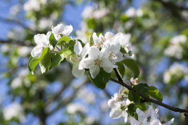 Malus dalları güzel çiçekler, parlak beyaz yaprakları ve sarı merkezi ile çiçekli çiçekli dallar ve mavi gökyüzü karşı yaprakları