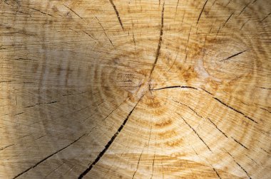Koyu ahşap ağaç halka arka plan dokusu, daireler ve çatlaklar, kahverengi renk, doğal ağaç kesme ile düz alan gölgeli