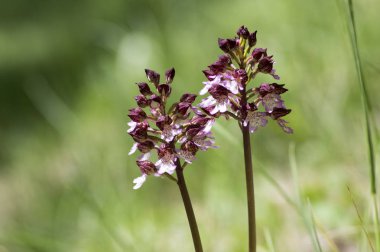 Orchis purpurea in bloom, flowering beautiful purple wild orchid on meadow during springtime clipart