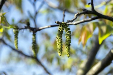 Erkek çiçek juglans regia ağacının bahar çiçekleri ile dallar ve mavi gökyüzü karşı yaprakları