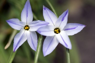 Ipheion uniflorum bahar çiçek, iki ışık mavi beyaz çiçekler soğanlı bitkiler