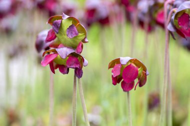 Sarracenia purpurea etçil bitki, atıcı bitki, çiçekli mor grup çiçek