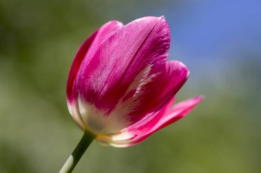 Bir ortak güzel parlak pembe lale yeşil bahar zaman bloom, çiçekli süs bitki, yeşil arka plan bahçe bırakır