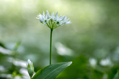 Beyaz allium ursinum otsu çiçek ve yaprakları bulanık arka planda gürgen ormanı, güzel ve sağlıklı bahar ayı sarımsak otlar grubu
