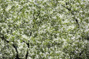 Çiçekli, küçük beyaz çiçekler, grup ile yaprak döken ağaç mahaleb kiraz ağacı tomurcukları ve yeşil dallarda bırakır