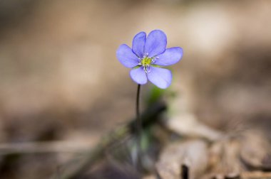 Bloom, tek mavi menekşe mor küçük çiçekler, erken bahar kır çiçekleri, kahverengi zemin mantarı nobilis
