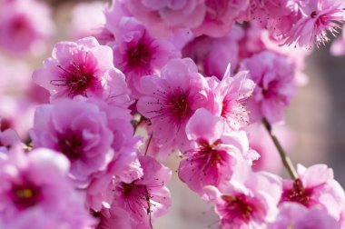 Prunus triloba süs pembe çiçekli bahar ağacı, inanılmaz güzel dalları tam çift pembe çiçekler güneş ışığı ile