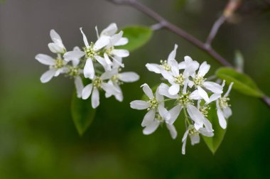 Amelanchier spicata ağacında bloom, hizmet berry beyaz süs çiçek ve tomurcukları dallar