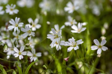 Stellaria holostea büyük stitchwort çok yıllık çiçekler açan, grup gün ışığında yeşil zemin üzerine beyaz çiçek
