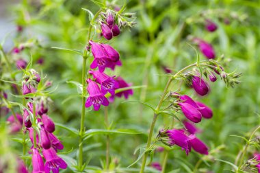 Penstemon mexicali çeşidinde kırmızı çiçekler, mor süs çan çiçekli küçük bitki çim kayalar