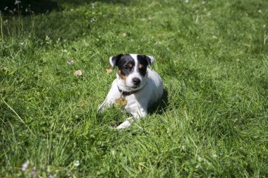 Jack Russell Terrier köpek poz çimen, beyaz kahverengi kürk, Evcil hayvan portre