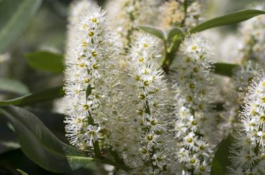 Prunus laurocerasus çalı çiçek grup küçük beyaz çiçek, yeşil dallarda, güneş ışığı bırakır