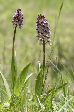 Üzümlü purpurea çiçek, güzel mor vahşi Orkide cins çayır çiçekli Bahar sırasında