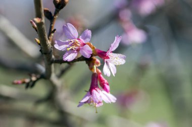 Hafif pembe ağaç prunus campanulata okame çiçek mavi gökyüzü karşı küçük çiçekleri dalları üzerinde çiçekli bahar