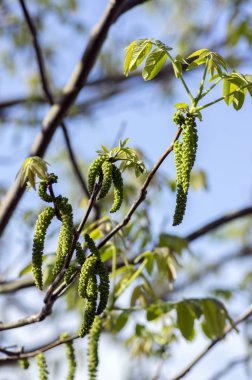 Erkek çiçek juglans regia ağacının bahar çiçekleri ile dallar ve mavi gökyüzü karşı yaprakları