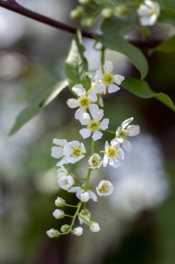Prunus padus kiraz ağacı bahar döneminde kusma kuş, dallarda, makro ayrıntı görünümü grup küçük beyaz çiçekler ve yeşil yaprakları