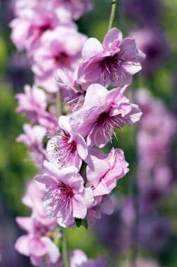 Prunus triloba süs pembe çiçekli bahar ağacı, inanılmaz güzel dalları tam çift pembe çiçekler güneş ışığı ile