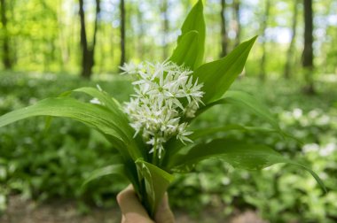 Grup beyaz allium ursinum otsu çiçek ve yaprakları gürgen ormandaki bahar yeşil ayı sarımsak yeşillik ile şaşırtıcı elinde