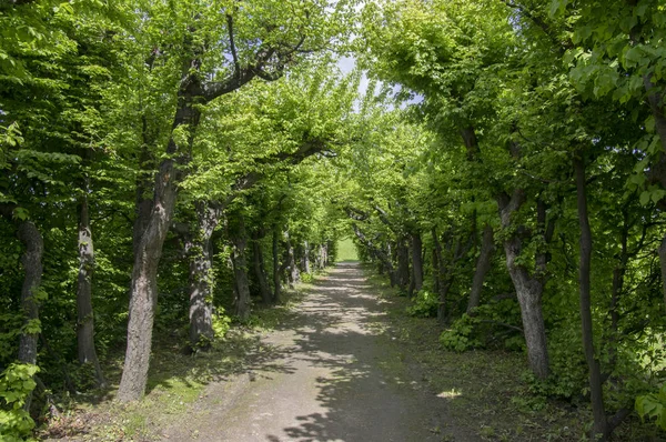 Caminho Incrível Emoldurado Por Árvores Caducas Jardim Ornamental Lugares Mágicos — Fotografia de Stock