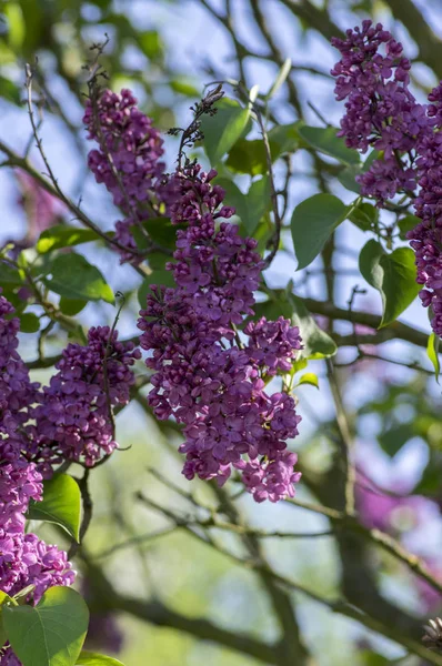 Syringa Vulgaris Blommande Växt Den Olivolja Familjen Oleaceae Lövfällande Buske — Stockfoto