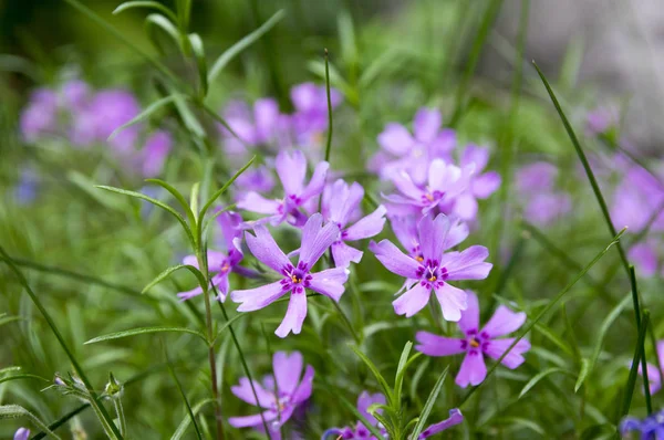 Phlox Subulata Carpen Floração Jardim Primavera Rastejando Roxo Flores Cor — Fotografia de Stock