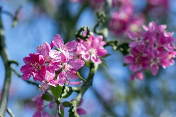 Malus Royalty Manzano Ornamental Primavera Flores Rosa Púrpura Las Ramas — Foto de Stock